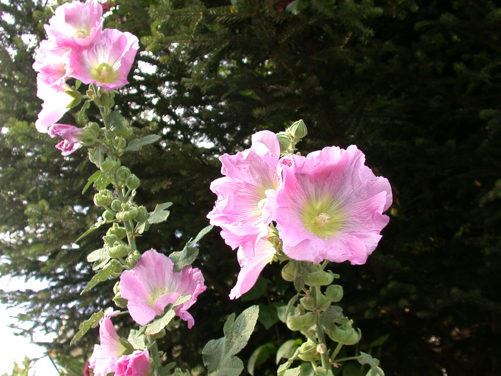 Alcea biennis / Malvone bienne